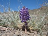 Orobanche amoena f. colossea