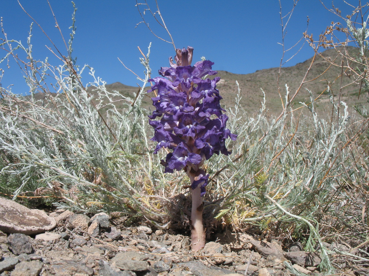 Image of Orobanche amoena f. colossea specimen.