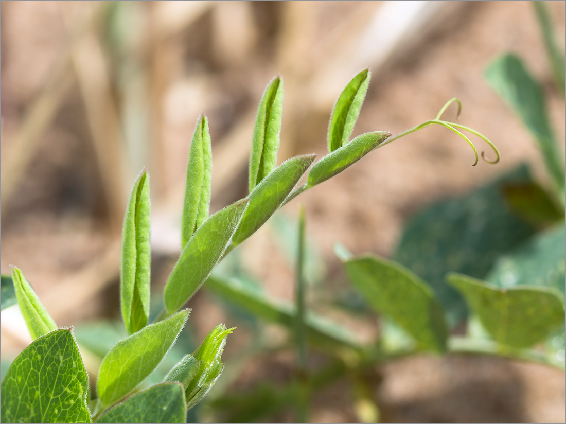 Image of Lathyrus japonicus ssp. pubescens specimen.