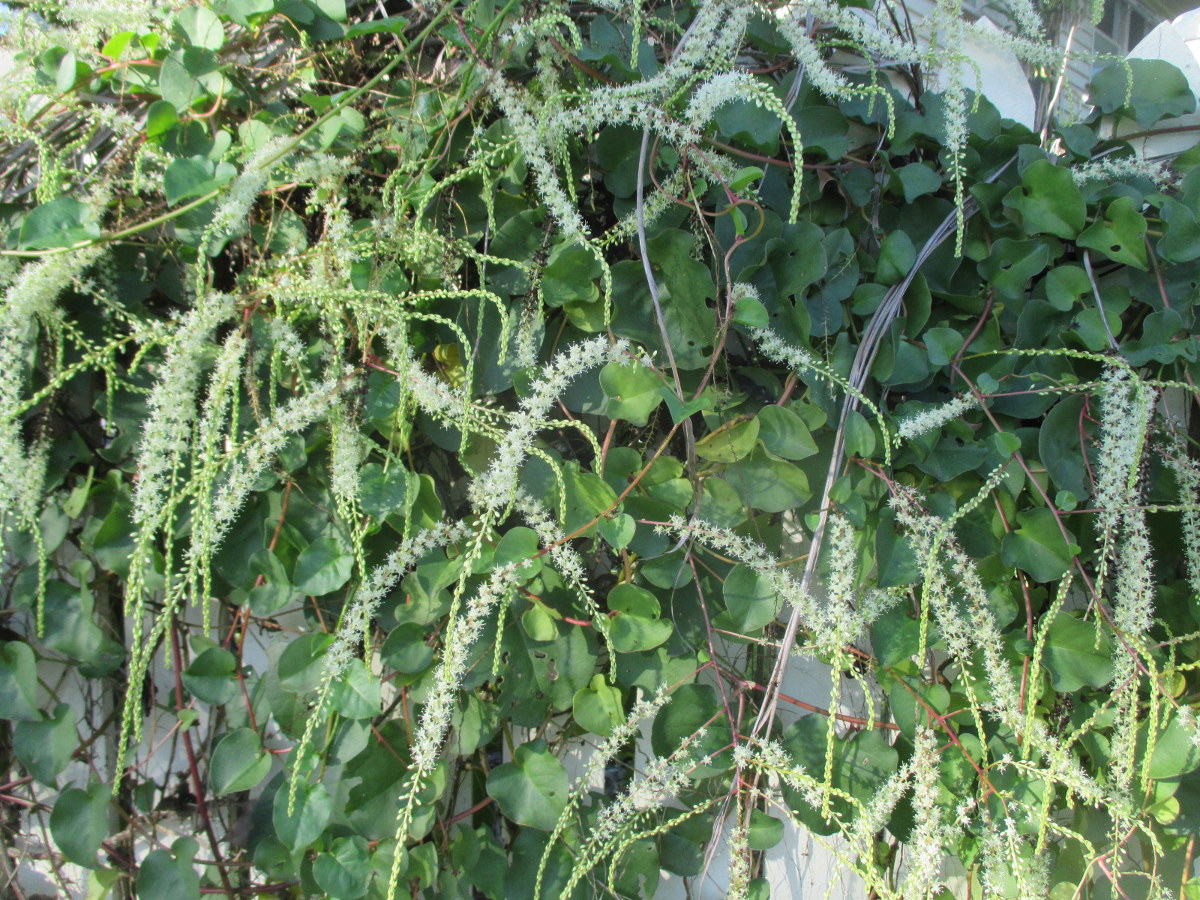 Image of Anredera cordifolia specimen.