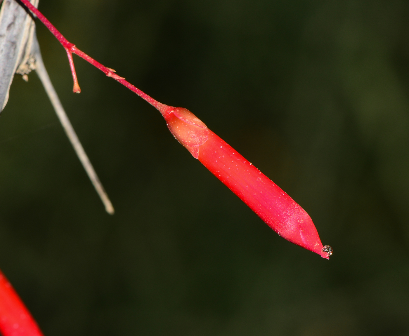 Image of Fouquieria macdougalii specimen.