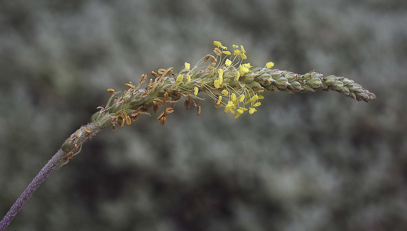 Image of Plantago salsa specimen.