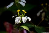 genus Mussaenda