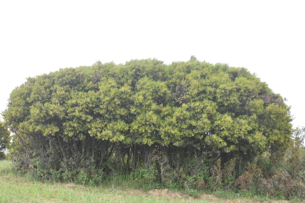 Image of Quercus coccifera specimen.