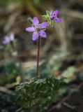 Erodium cicutarium