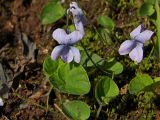 Viola epipsiloides. Цветущие растения. Магаданская обл., Ольский р-н, Ольское побережье, руч. Наледный, сырой луг. 03.07.2013.