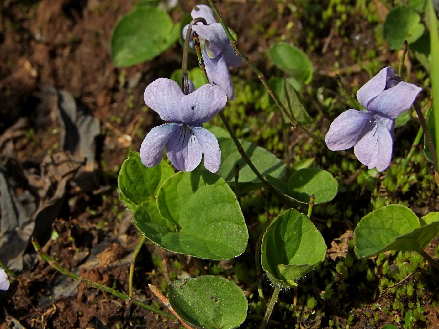 Изображение особи Viola epipsiloides.