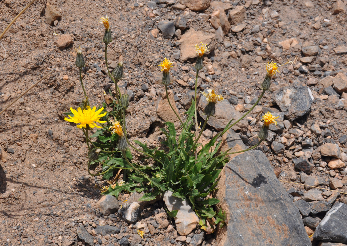 Изображение особи Crepis oreades.