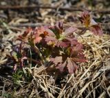 род Geranium