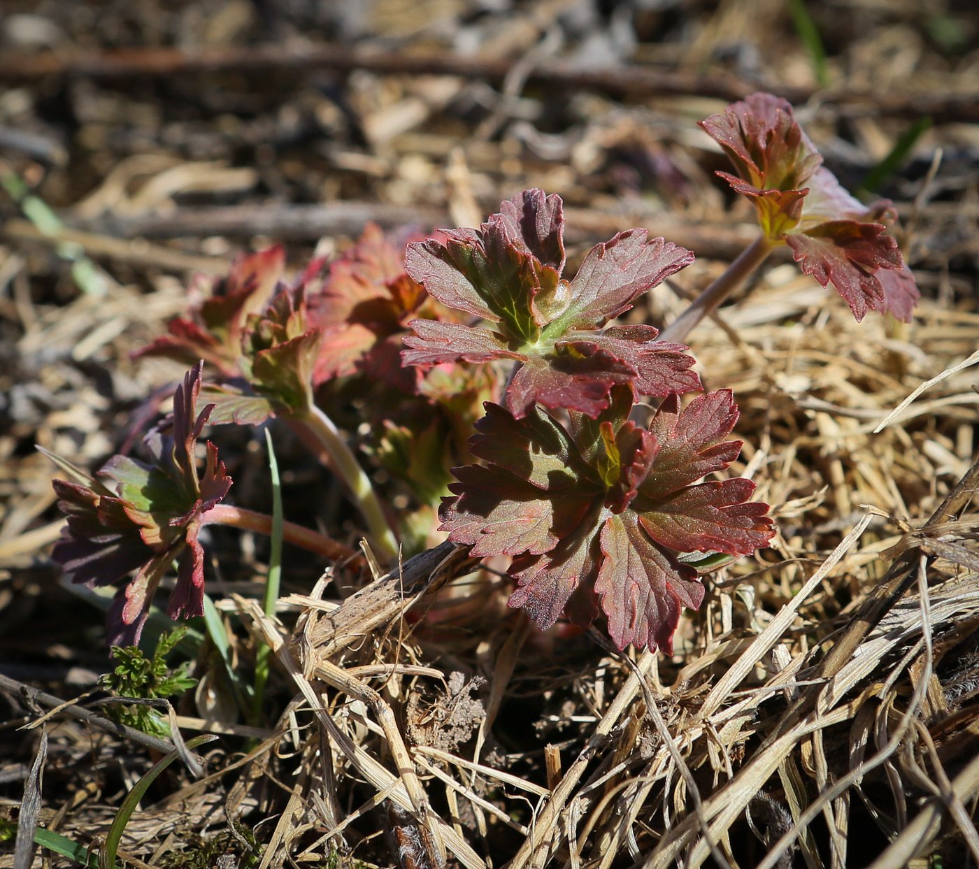 Изображение особи род Geranium.