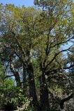Chrysolepis chrysophylla. Стволы и часть кроны взрослых деревьев. США, Калифорния, горки возле Сан-Франциско, восточный склон, обращенный к океану. 25.02.2017.