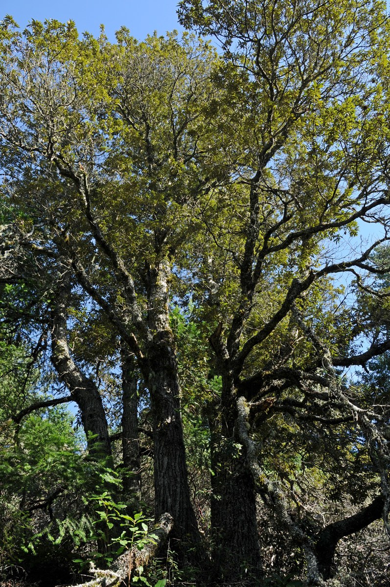 Изображение особи Chrysolepis chrysophylla.