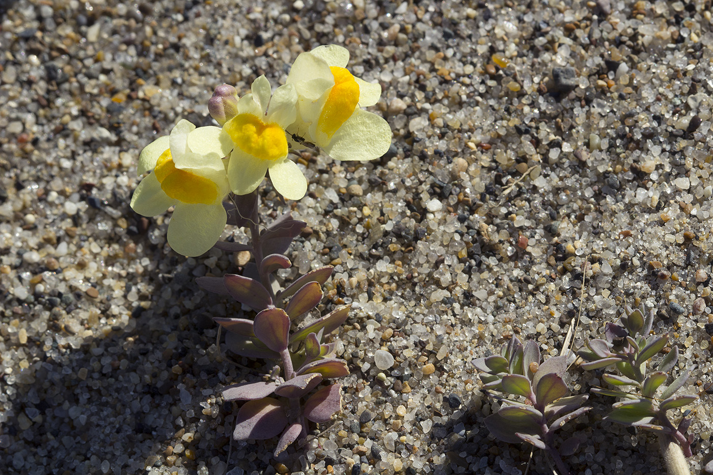 Image of Linaria japonica specimen.