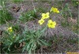 Diplotaxis tenuifolia. Цветущее растение. Украина, г. Николаев, Заводской р-н, Намыв, прибрежная полоса городского пляжа. 01.10.2016.