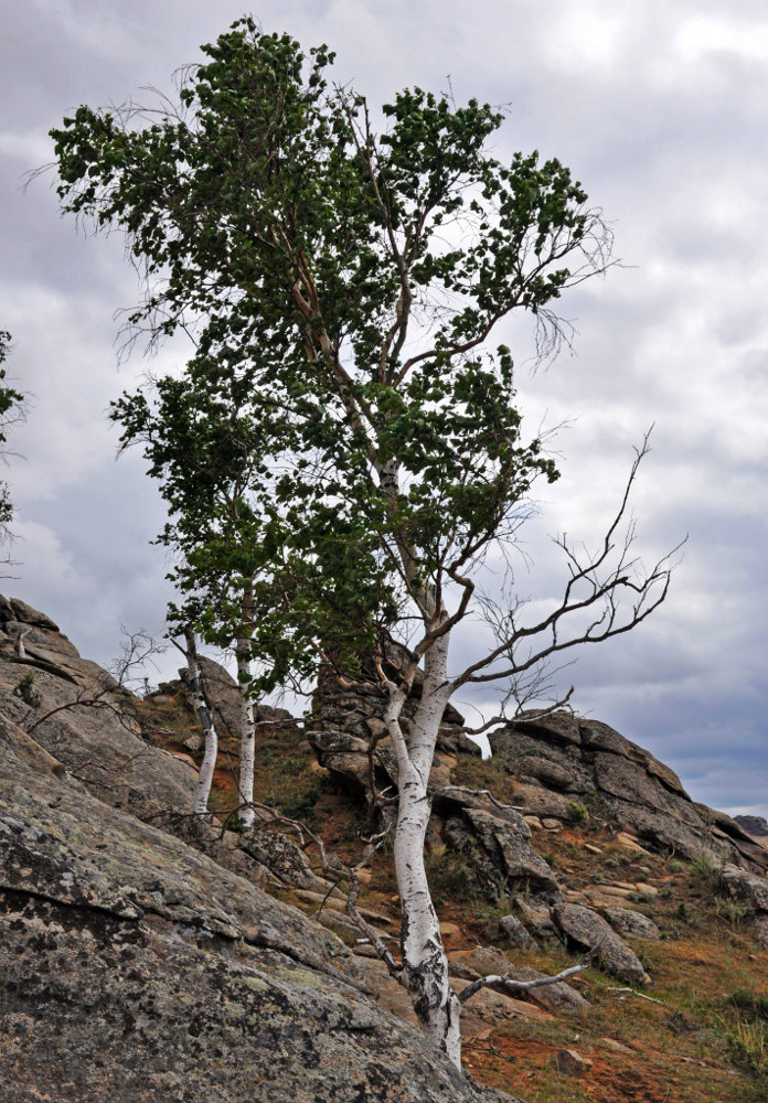 Изображение особи Betula platyphylla.