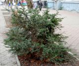 Taxus baccata