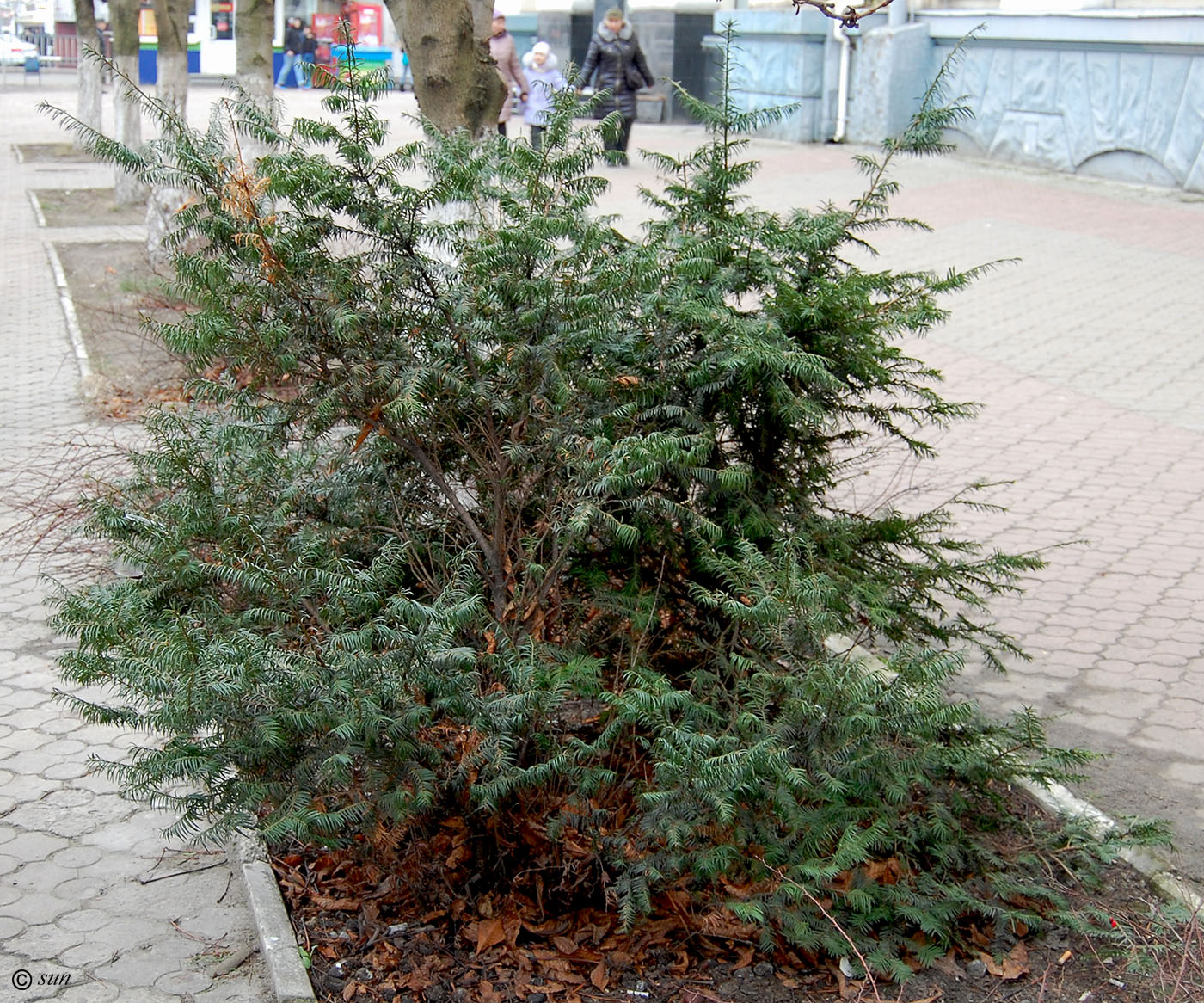 Изображение особи Taxus baccata.