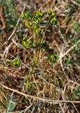 Euphorbia borealis. Верхушка цветущего растения. Монголия, аймак Архангай, долина р. Суман-Гол, ≈ 2000 м н.у.м., горная степь. 05.06.2017.