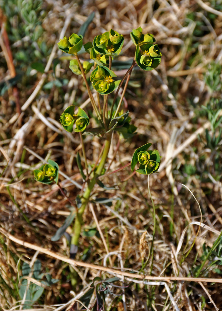 Изображение особи род Euphorbia.