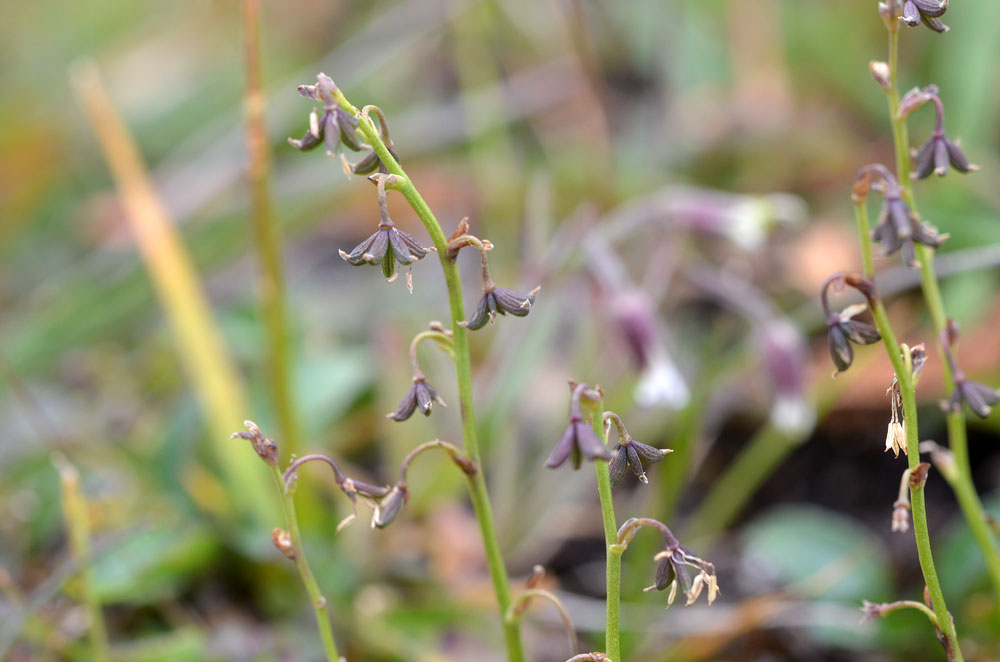 Изображение особи Thalictrum alpinum.