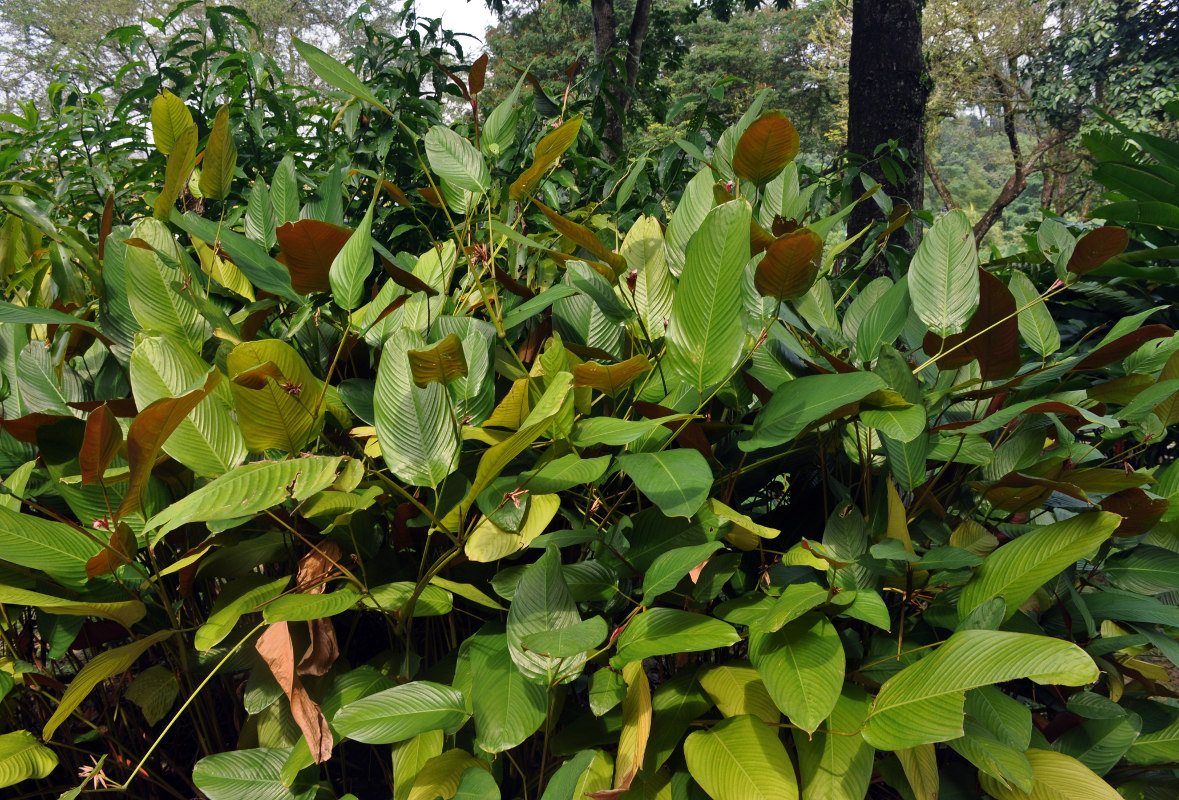 Image of Marantochloa mannii specimen.