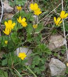 genus Ranunculus. Цветущее растение. Северная Осетия, Куртатинское ущелье. 06.05.2010.