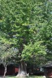 Ginkgo biloba. Старое дерево. Китай, провинция Юньнань, городской округ Лицзян, пос. Байша. 02.11.2016.