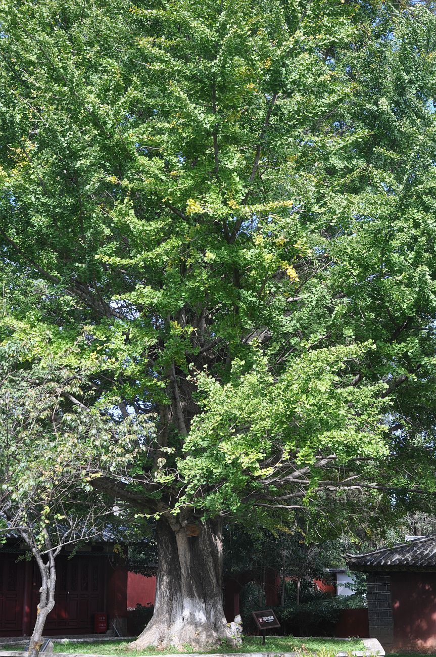 Image of Ginkgo biloba specimen.