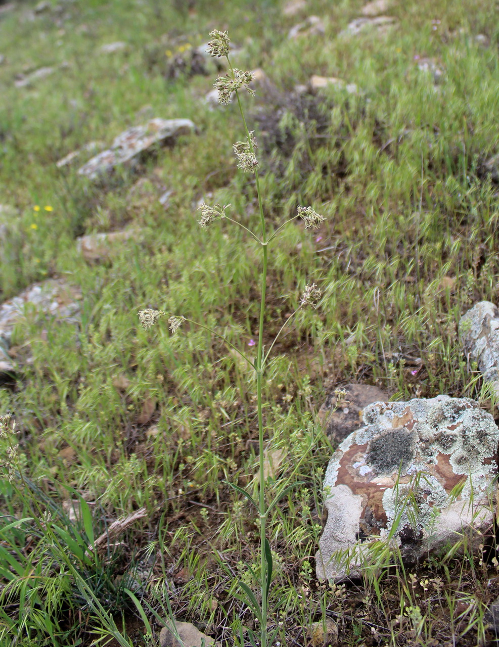 Image of Silene cyri specimen.