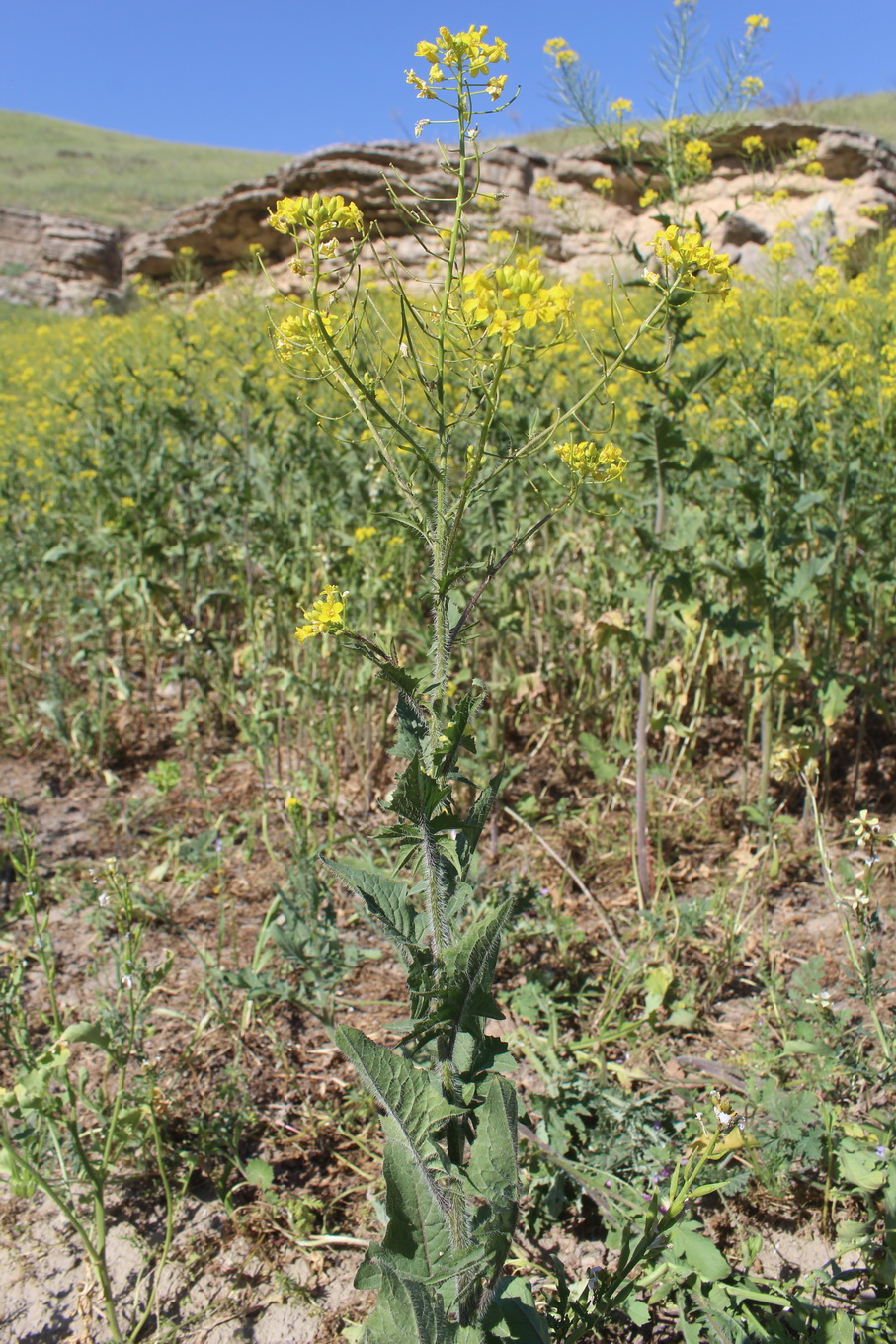 Image of Sisymbrium loeselii specimen.