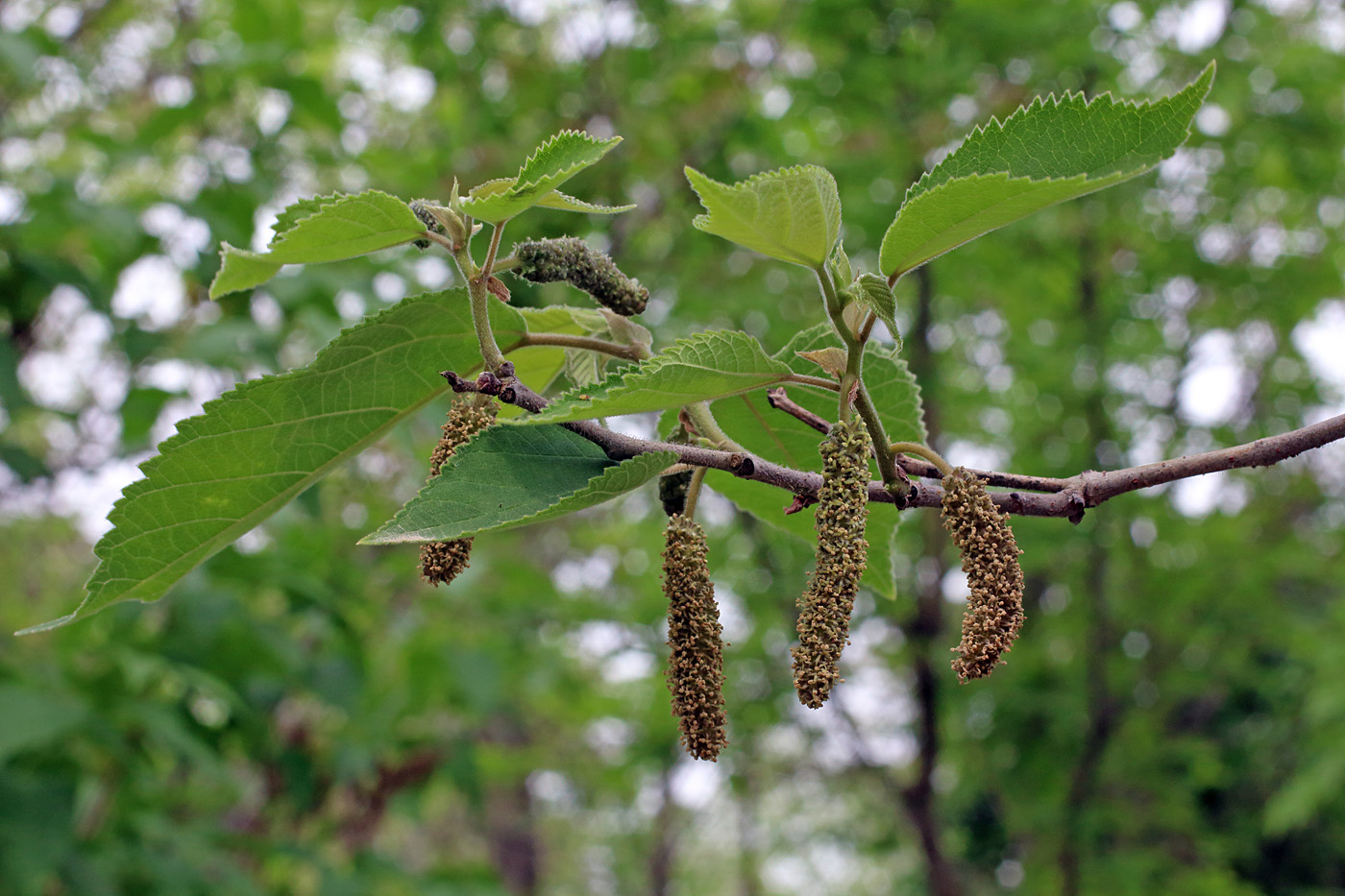 Изображение особи Broussonetia papyrifera.