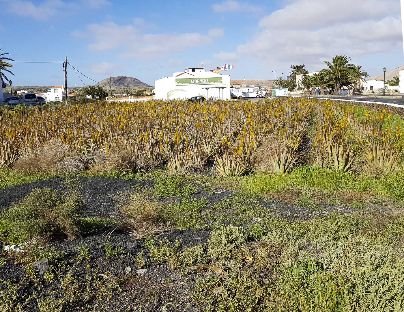 Image of Aloe vera specimen.