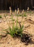 Carex ericetorum