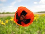 Papaver stevenianum. Цветок. Тамбовская обл., Петровский р-н, окр. с. Покровское, обочина дороги. 13.05.2018.