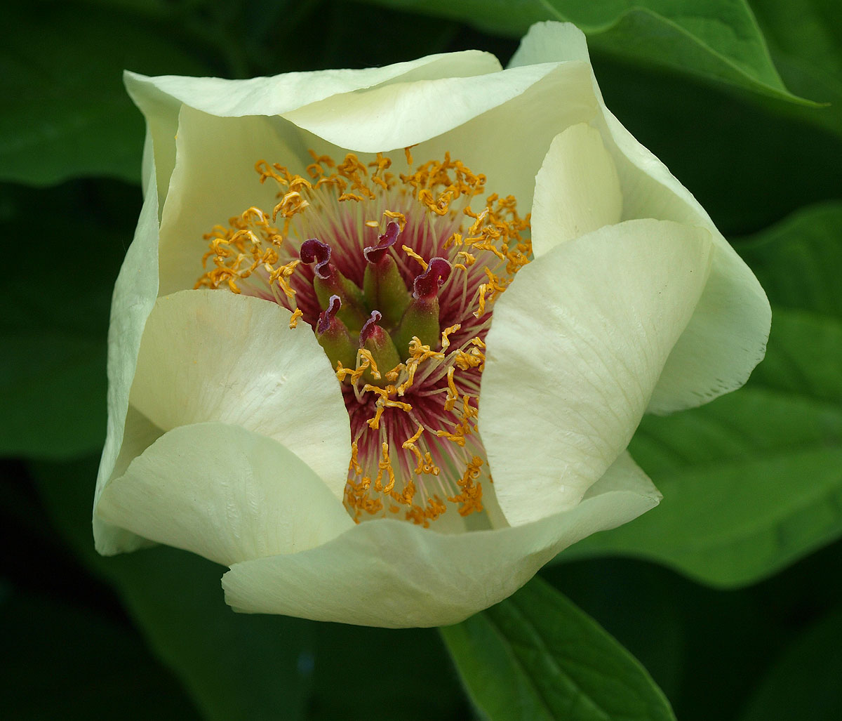 Image of Paeonia macrophylla specimen.