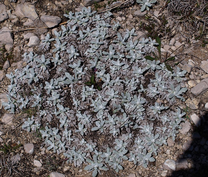 Изображение особи Salvia canescens.