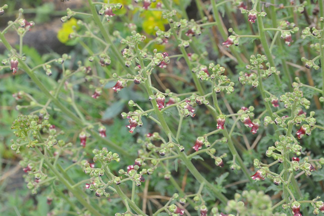 Image of Scrophularia variegata specimen.