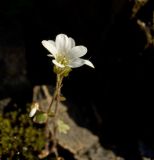 Saxifraga sibirica