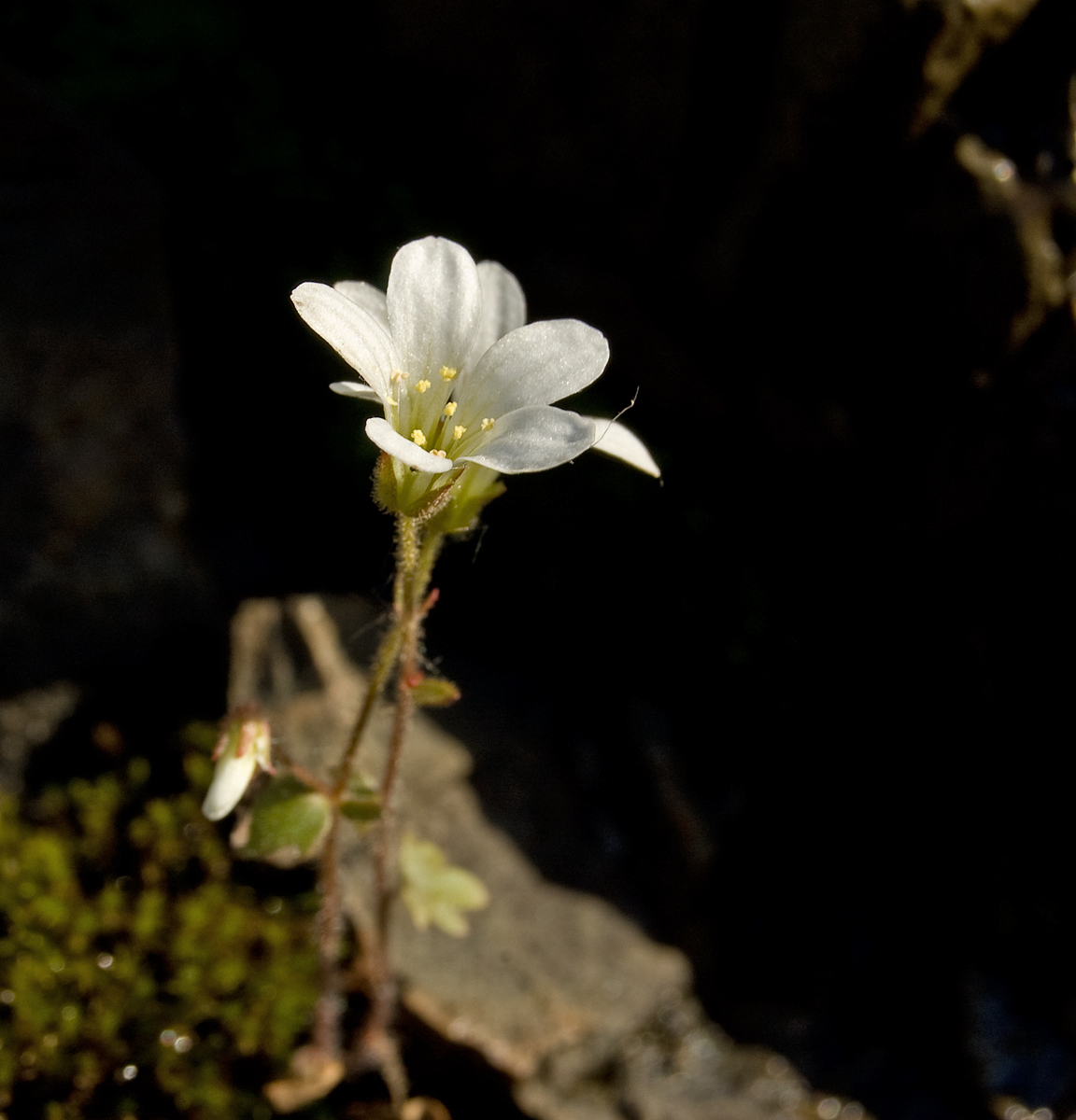 Изображение особи Saxifraga sibirica.