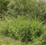 Glycyrrhiza foetidissima