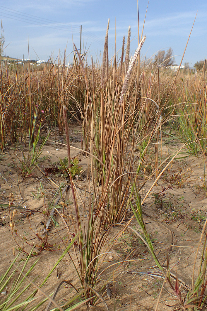 Image of Imperata cylindrica specimen.