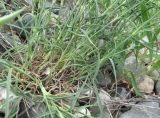 Dianthus lanceolatus. Основания побегов зацветающего растения. Дагестан, Кумторкалинский р-н, близ ж. д. 06.05.2018.