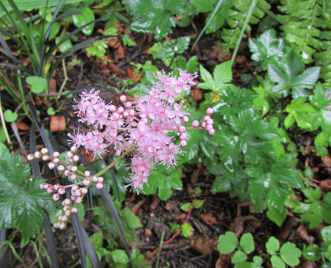 Image of Filipendula palmata specimen.