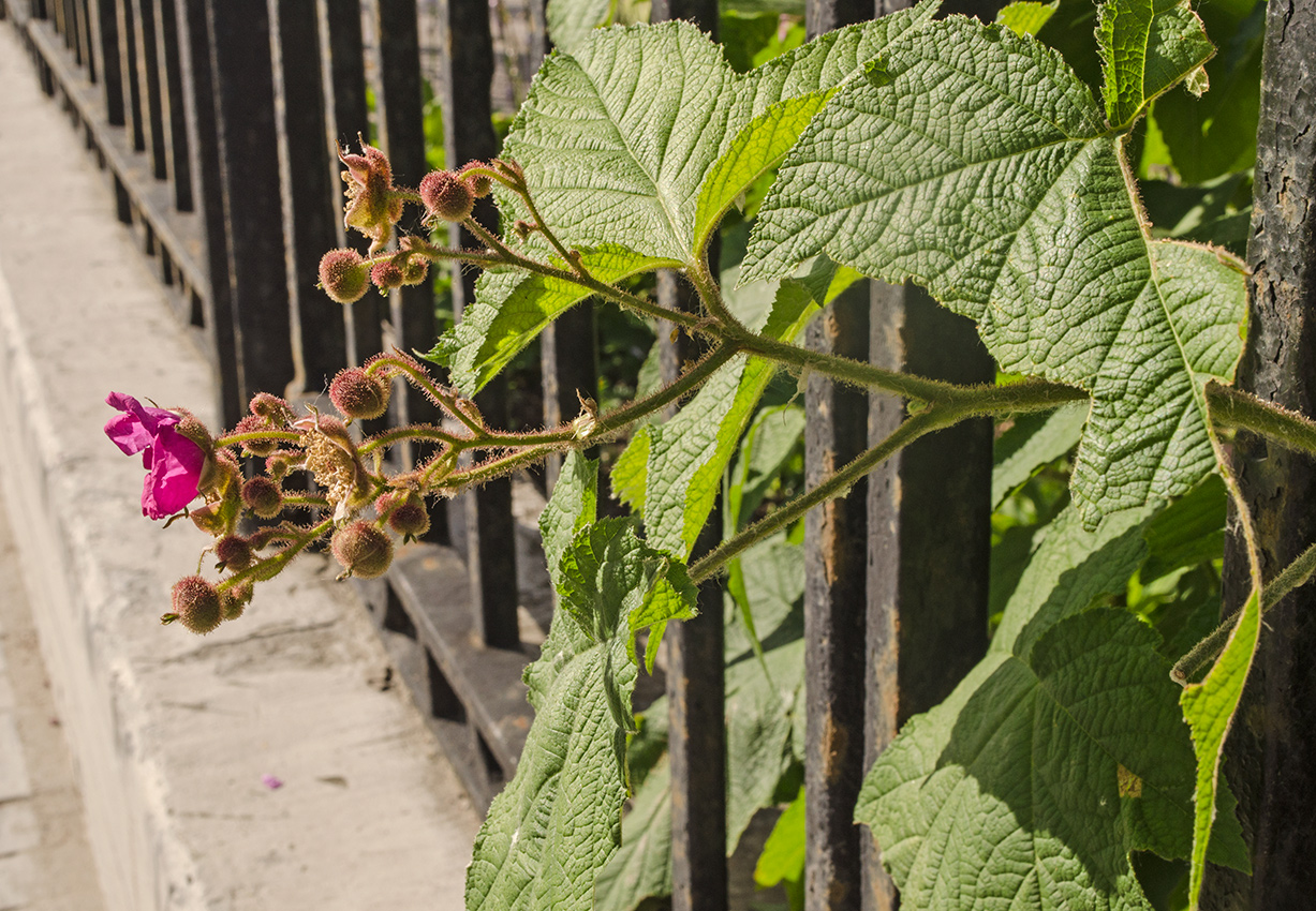 Image of Rubus odoratus specimen.