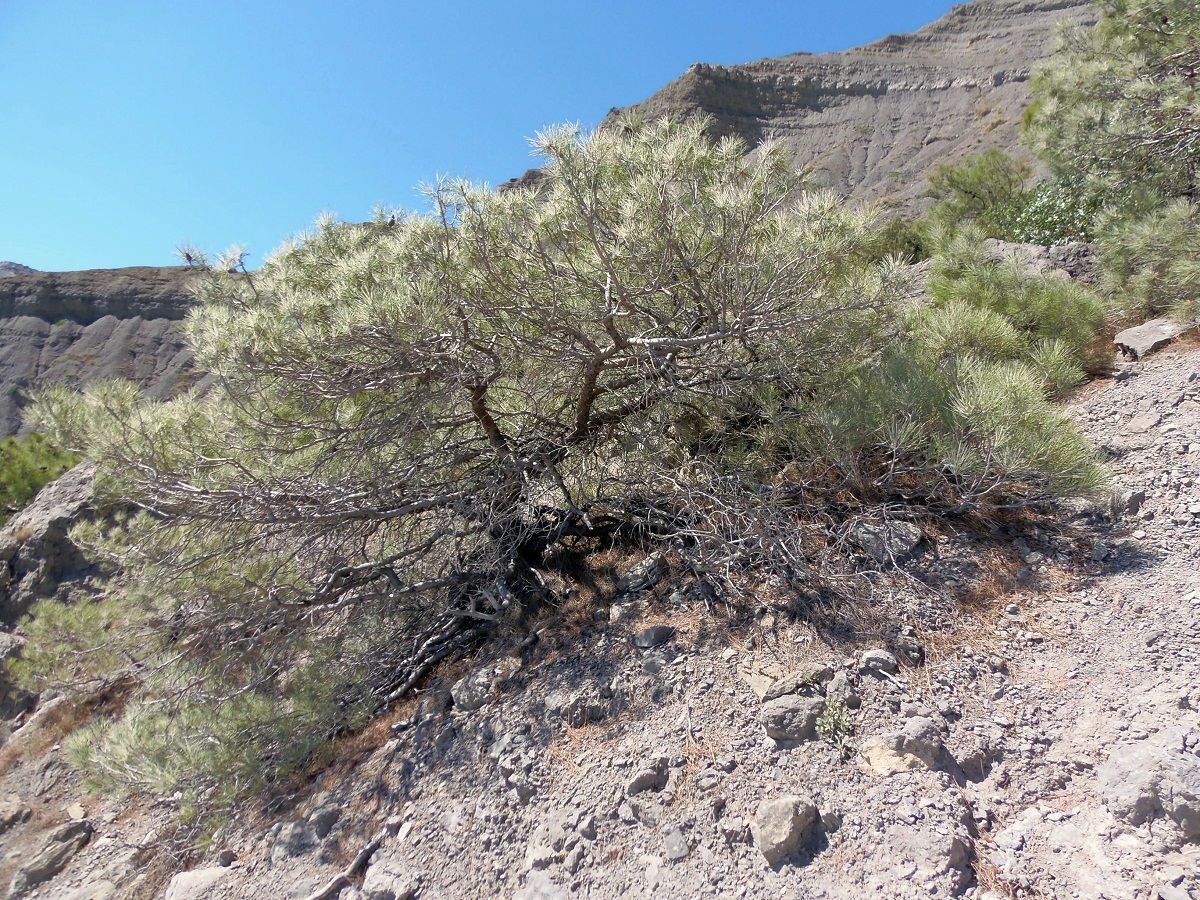 Image of Pinus pityusa specimen.