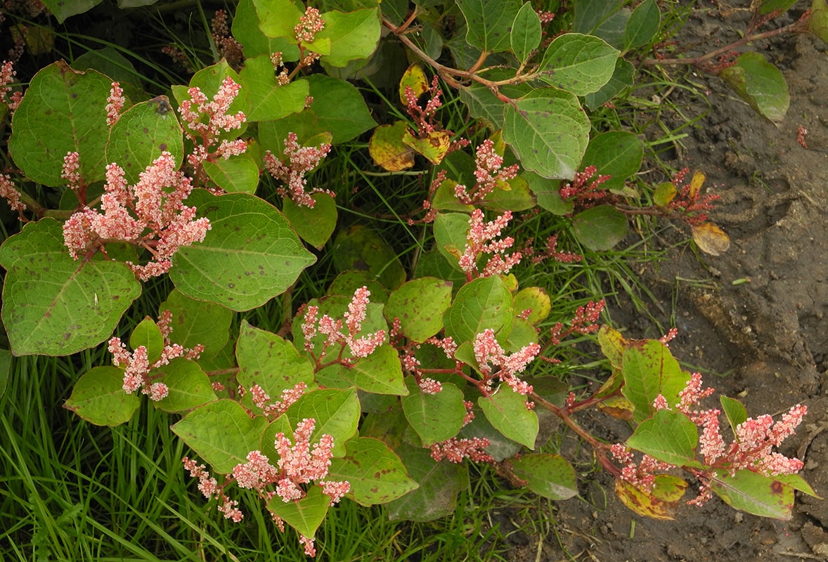 Изображение особи Reynoutria japonica var. compacta.