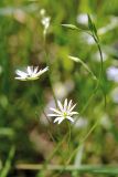 Stellaria graminea