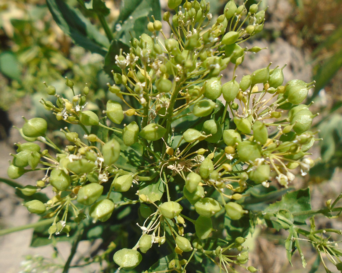 Image of Cardaria repens specimen.