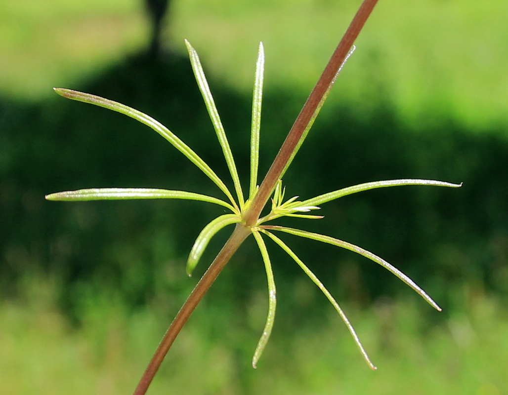 Изображение особи Galium verum.