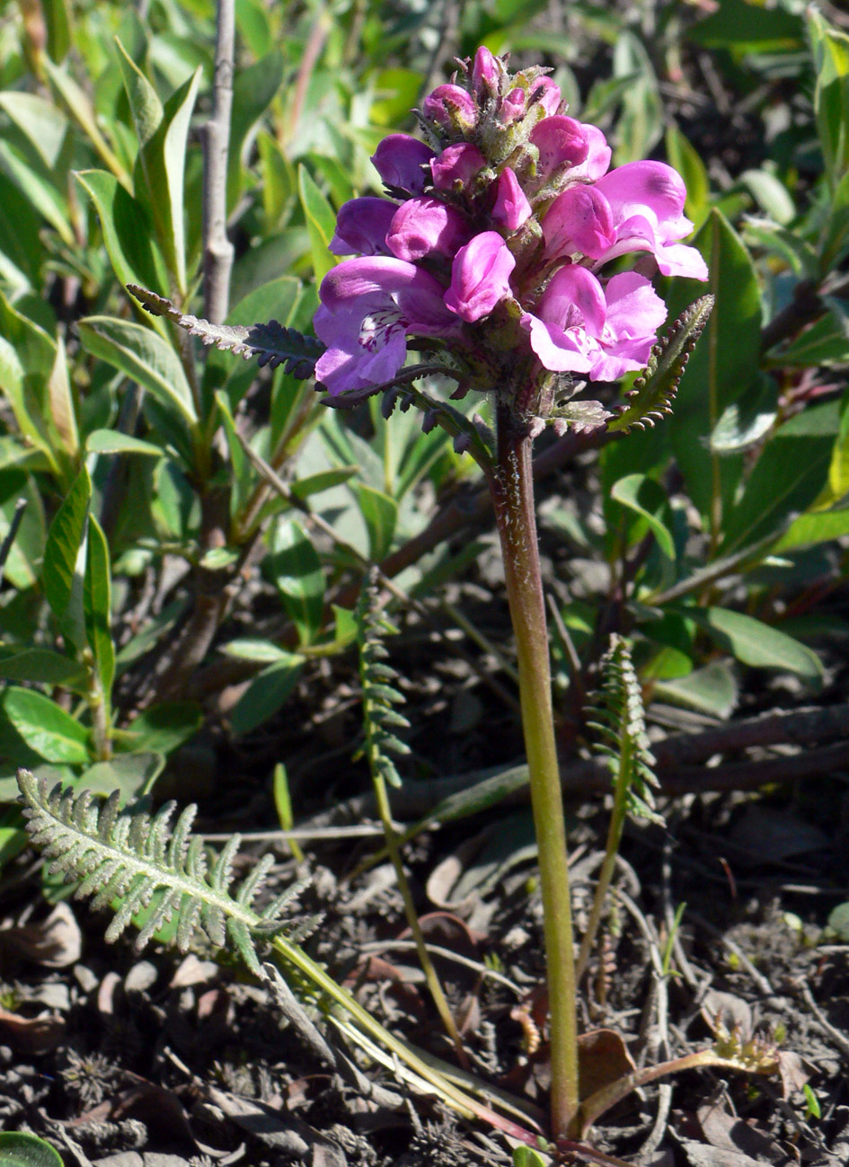 Изображение особи Pedicularis pacifica.